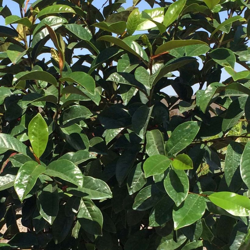 Magnolia Fairy Cream - Beverboom (Foliage)