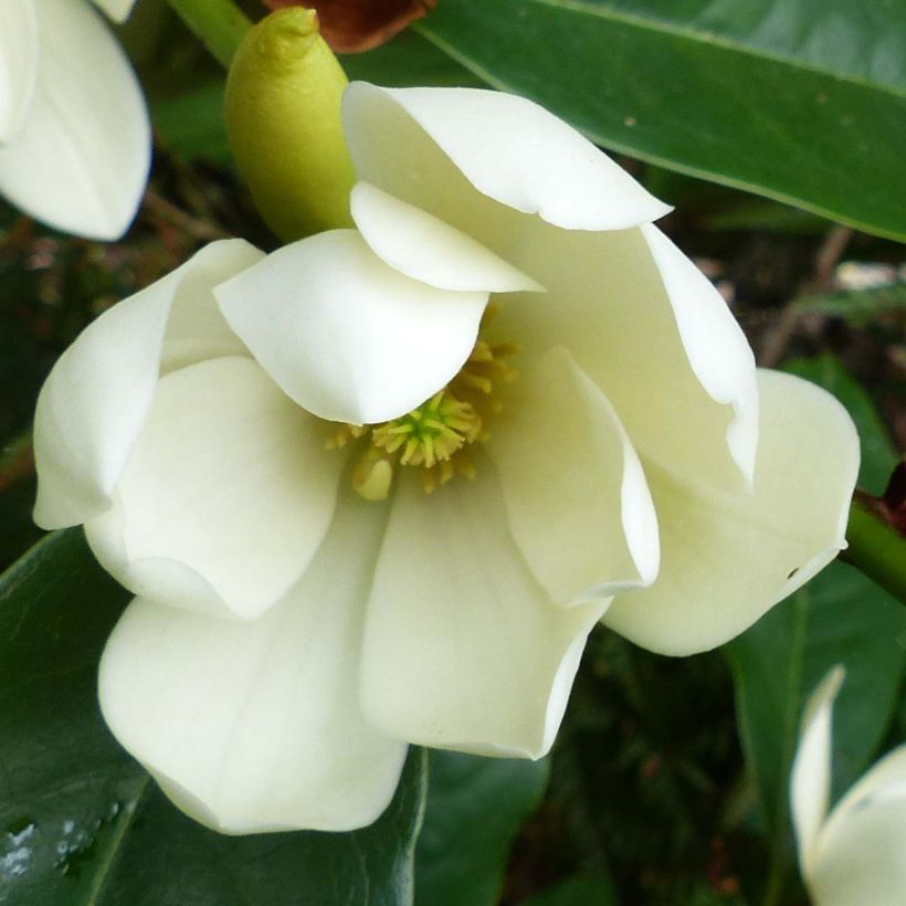 Magnolia Fairy Cream - Beverboom (Flowering)