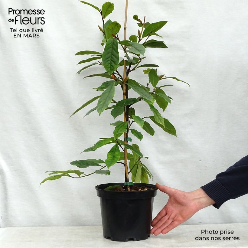 Exemplaar van Magnolia Fairy Cream - Beverboom Pot van 3 l/4 l zoals geleverd in de lente