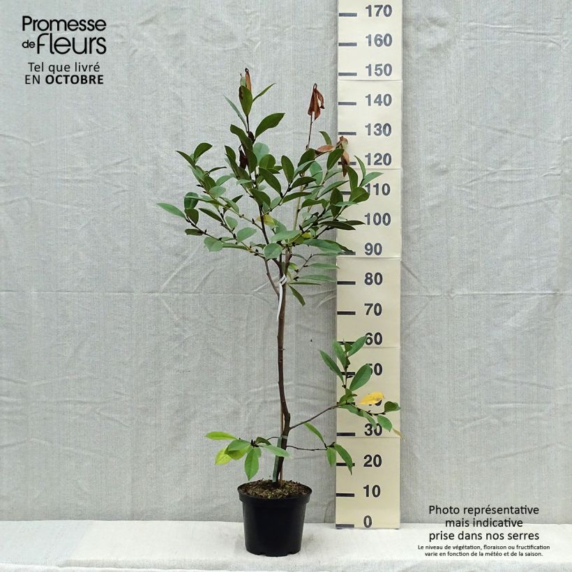 Exemplaar van Magnolia Fairy Cream - Beverboom Pot van 3 l/4 l zoals geleverd in de herfst