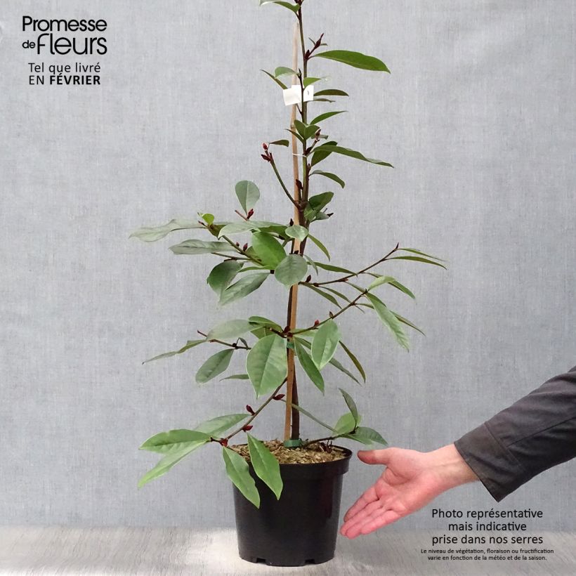 Example of Magnolia Fairy Cream - Magnolia hybride Pot van 3 l/4 l as you get in hiver