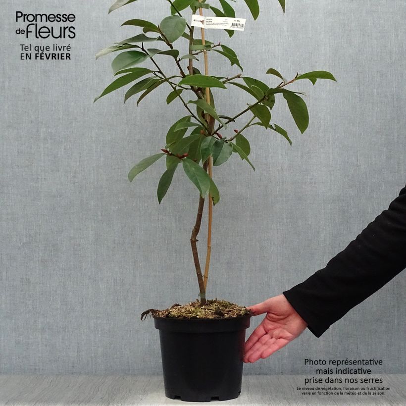 Example of Magnolia doltsopa Fairy White - Bananenstruik Pot van 4 l/5 l as you get in hiver