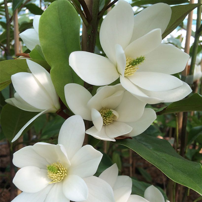 Magnolia doltsopa Fairy White - Bananenstruik (Flowering)