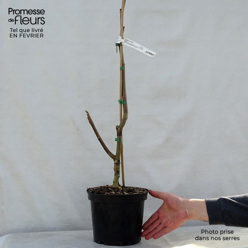 Example of Magnolia Felix Jury Pot van 4 l/5 l as you get in hiver