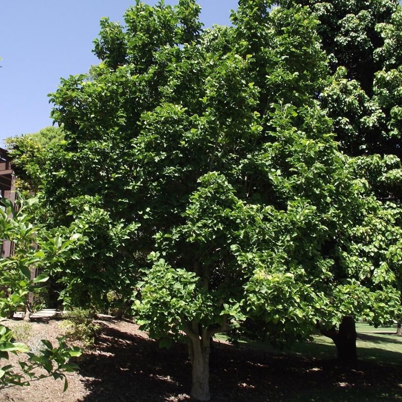 Magnolia Galaxy - Beverboom (Plant habit)