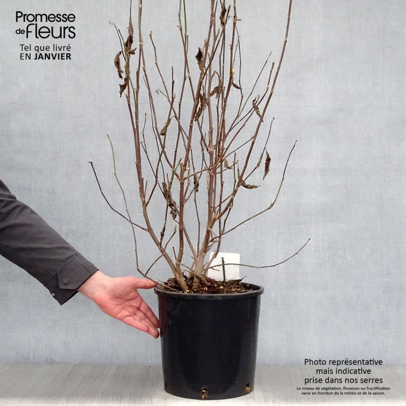 Example of Magnolia George Henry Kern Pot van 12 l/15 l as you get in hiver