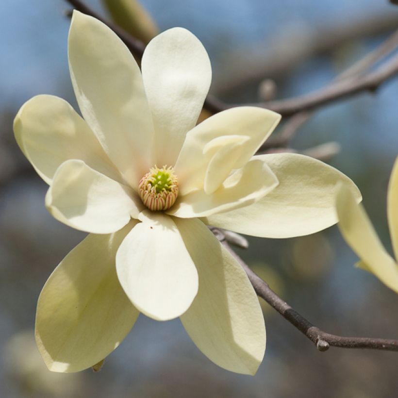 Magnolia stellata Gold Star - Stermagnolia (Flowering)