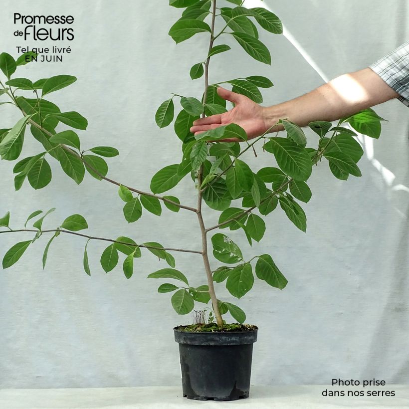 Exemplaar van Magnolia stellata Gold Star - Stermagnolia Pot van 4 l/5 l zoals geleverd in de zomer