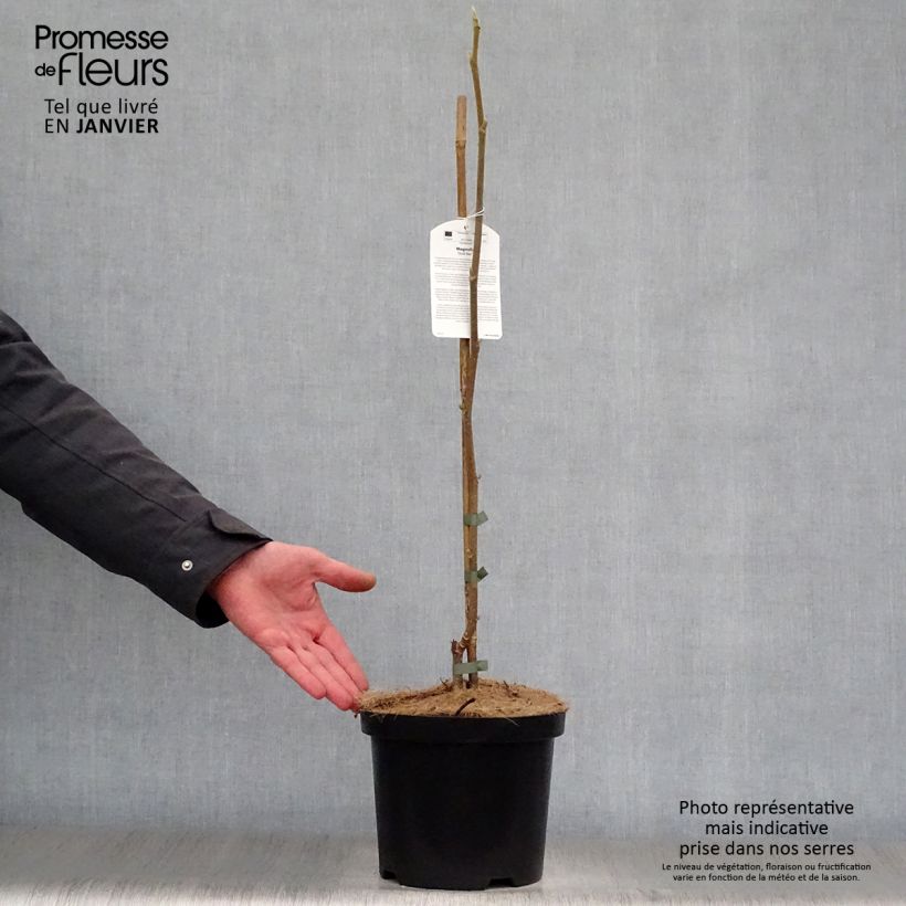 Example of Magnolia Gold Star Pot van 4 l/5 l as you get in hiver