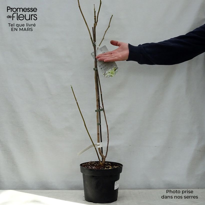 Exemplaar van Magnolia stellata Gold Star - Stermagnolia Pot van 4 l/5 l zoals geleverd in de lente