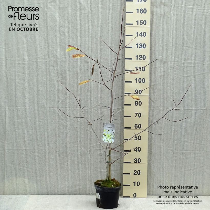 Exemplaar van Magnolia stellata Gold Star - Stermagnolia Pot van 4 l/5 l zoals geleverd in de herfst