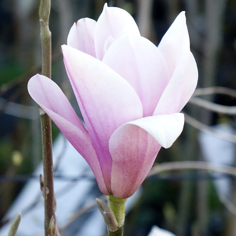 Magnolia Heaven Scent - Beverboom (Bloei)