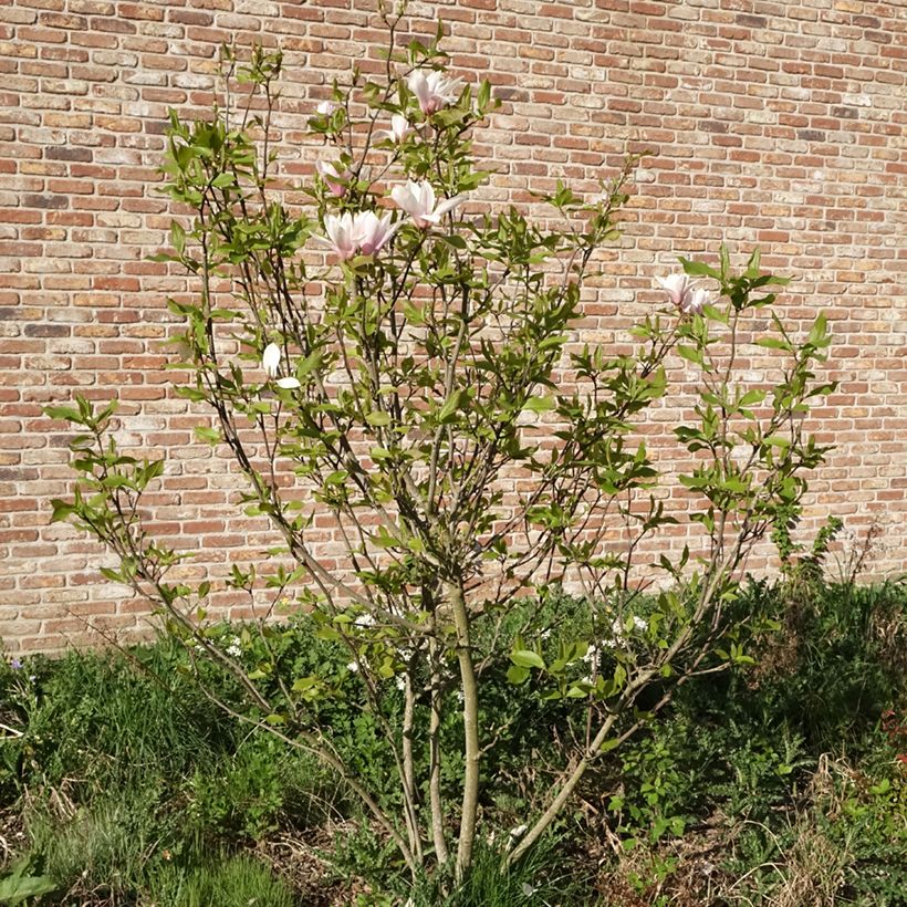 Magnolia Heaven Scent - Beverboom (Groeiplaats)