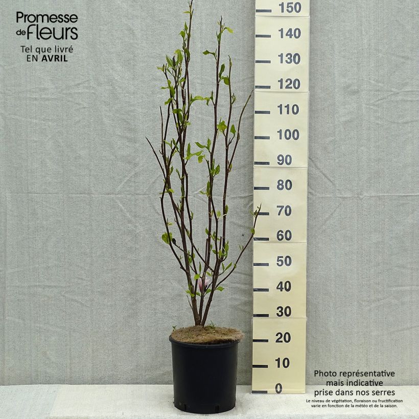 Exemplaar van Magnolia Heaven Scent - Beverboom Pot van 12 l/15 l zoals geleverd in de lente