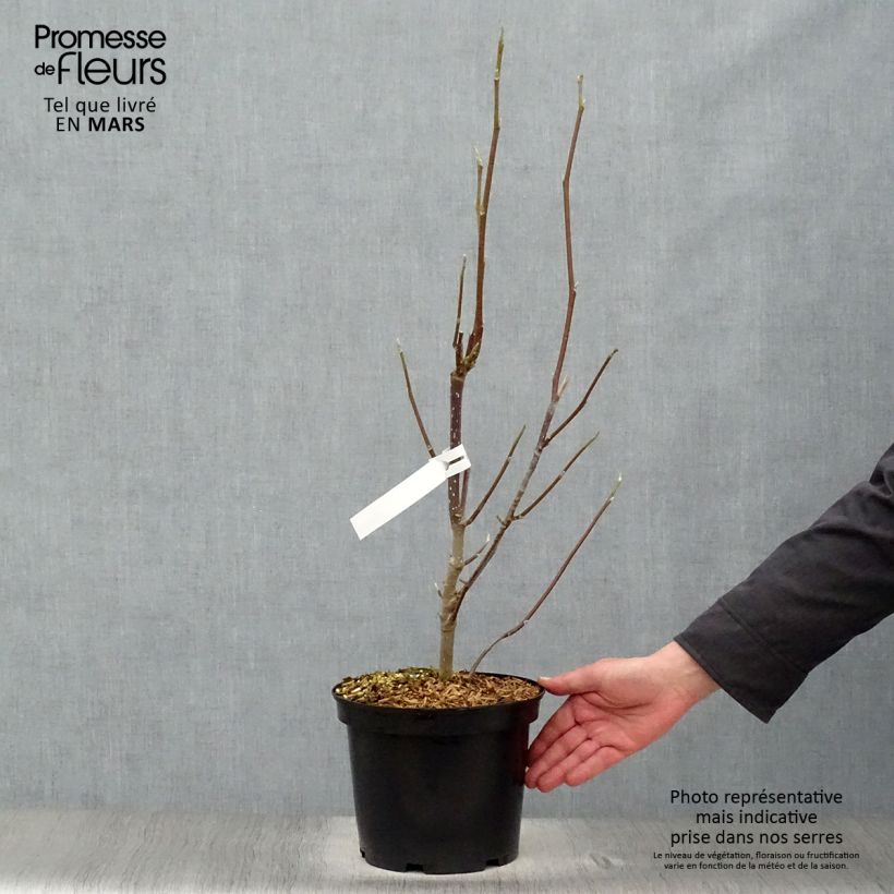 Exemplaar van Magnolia Heaven Scent - Beverboom Pot van 4 l/5 l zoals geleverd in de lente