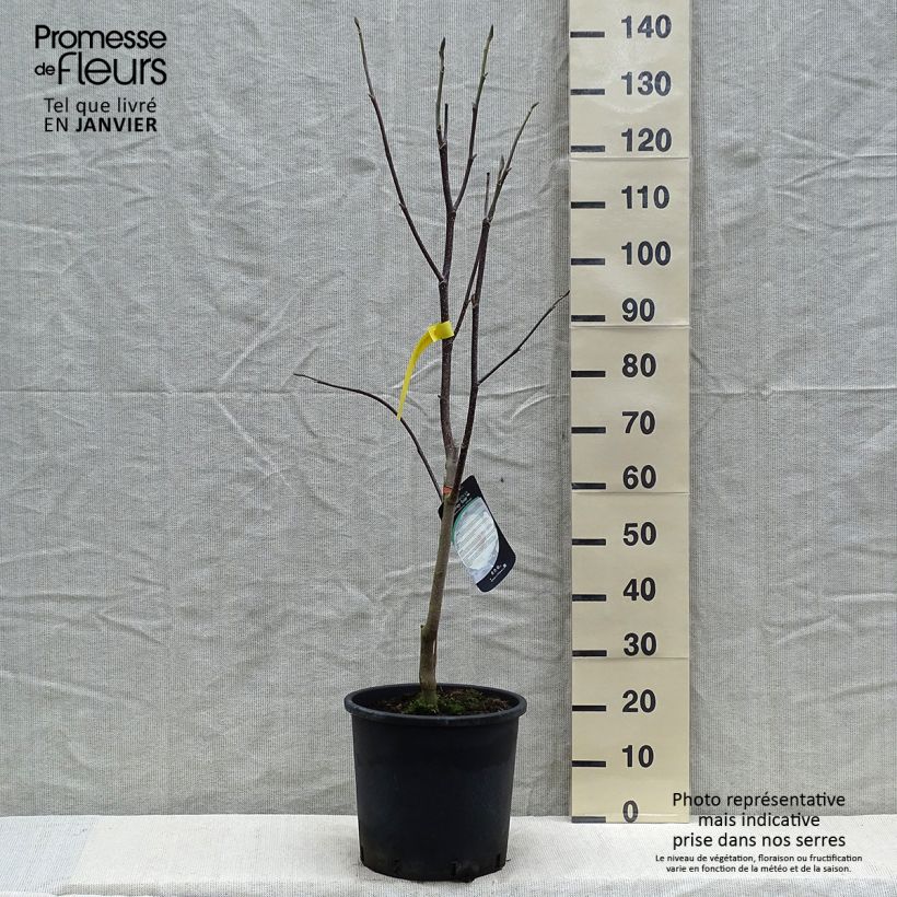 Example of Magnolia Honey Tulip Pot van 12 l/15 l as you get in hiver