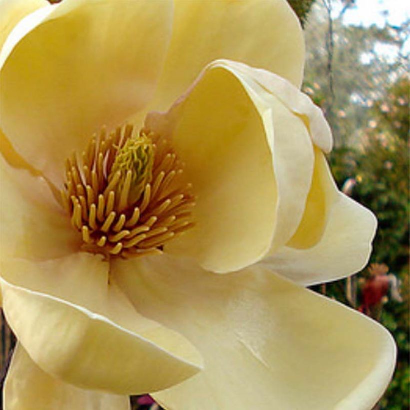 Magnolia Honey Tulip - Beverboom (Flowering)