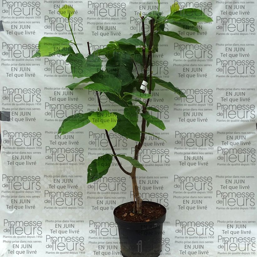 Example of Magnolia Honey Tulip Pot van 4 l/5 l as you get