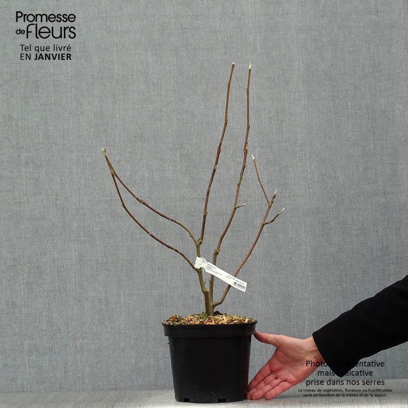 Example of Magnolia Iolanthe Pot van 4 l/5 l as you get in hiver