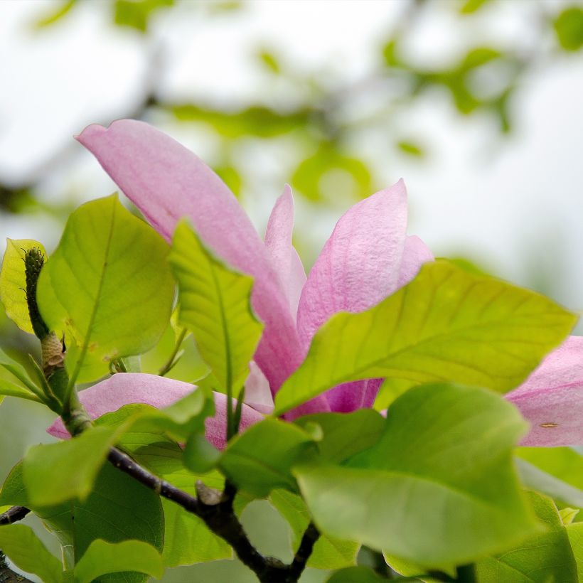 Magnolia Iolanthe - Beverboom (Foliage)
