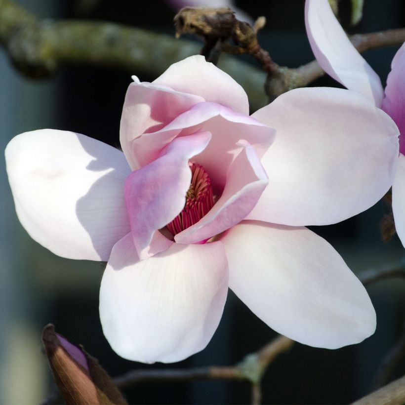 Magnolia Iolanthe - Beverboom (Flowering)