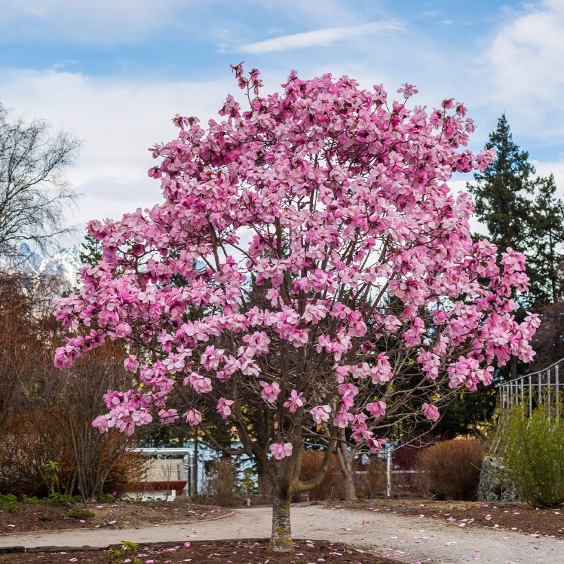 Magnolia Iolanthe - Beverboom (Plant habit)