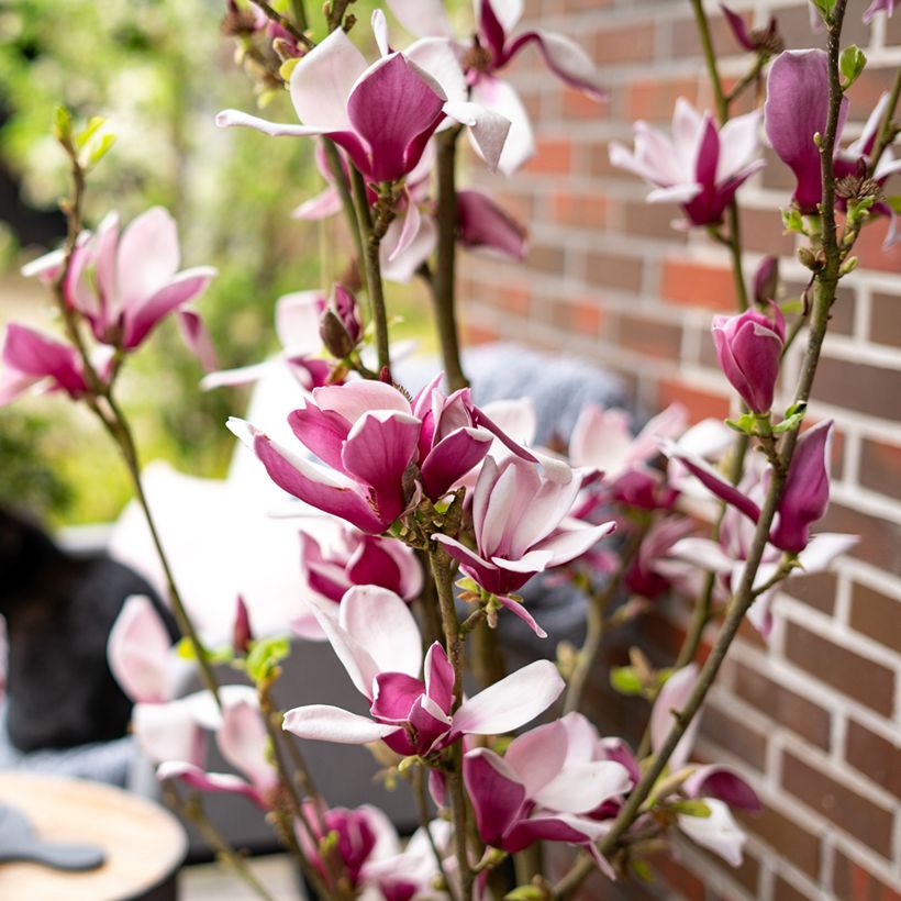 Magnolia Longblomma - Beverboom (Flowering)