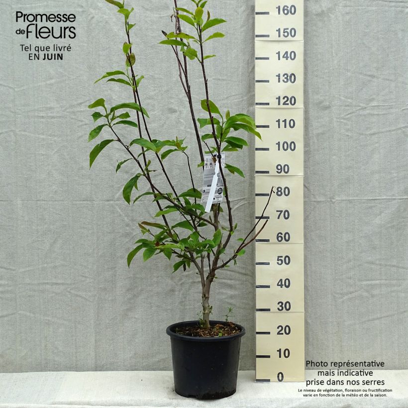 Exemplaar van Magnolia Andre Leroy - Gewone magnolia Pot van 7,5 l/10 l zoals geleverd in de lente