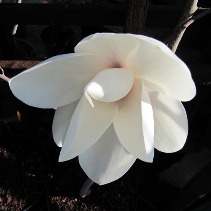 Magnolia Manchu Fan - Beverboom (Flowering)