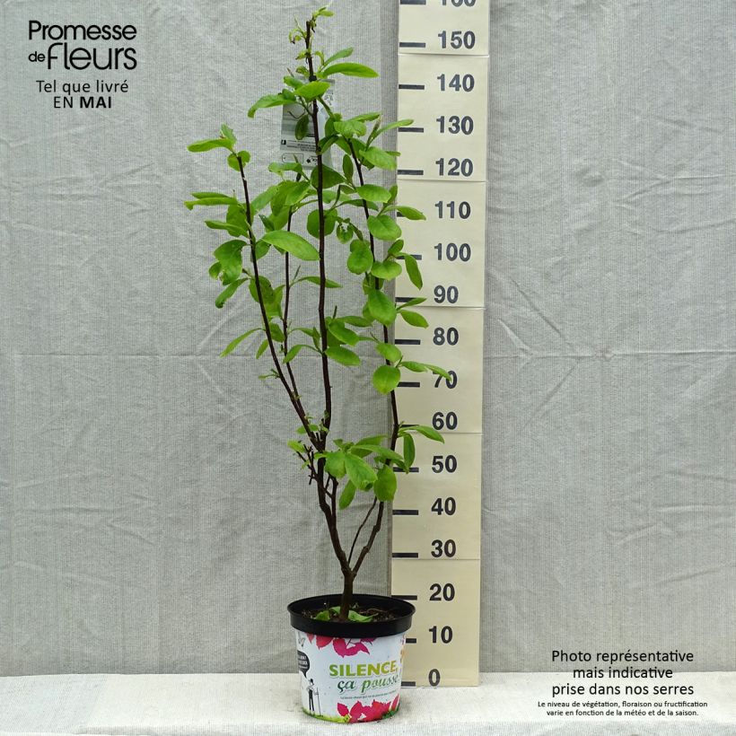 Exemplaar van Magnolia Manchu Fan - Beverboom Pot van 7,5 l/10 l zoals geleverd in de lente