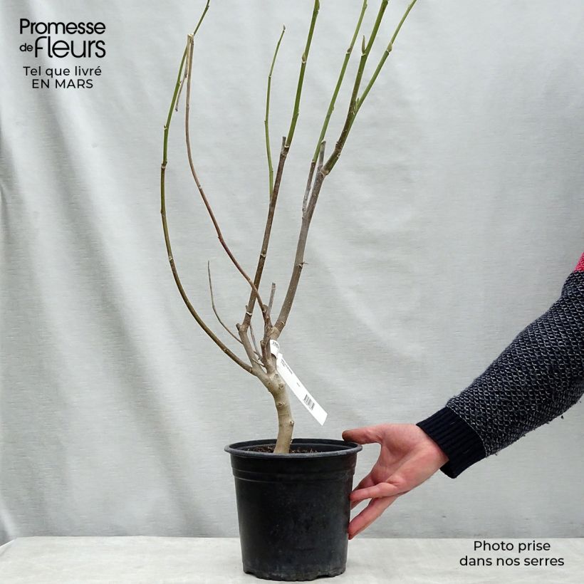 Example of Magnolia Star Wars - Beverboom Pot van 4 l/5 l as you get in hiver