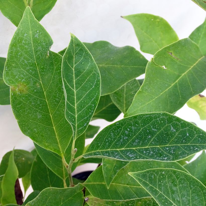 Magnolia Star Wars - Beverboom (Foliage)