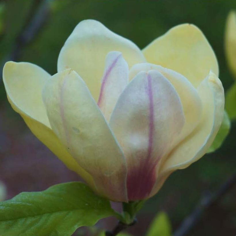 Magnolia Sunsation - Beverboom (Flowering)