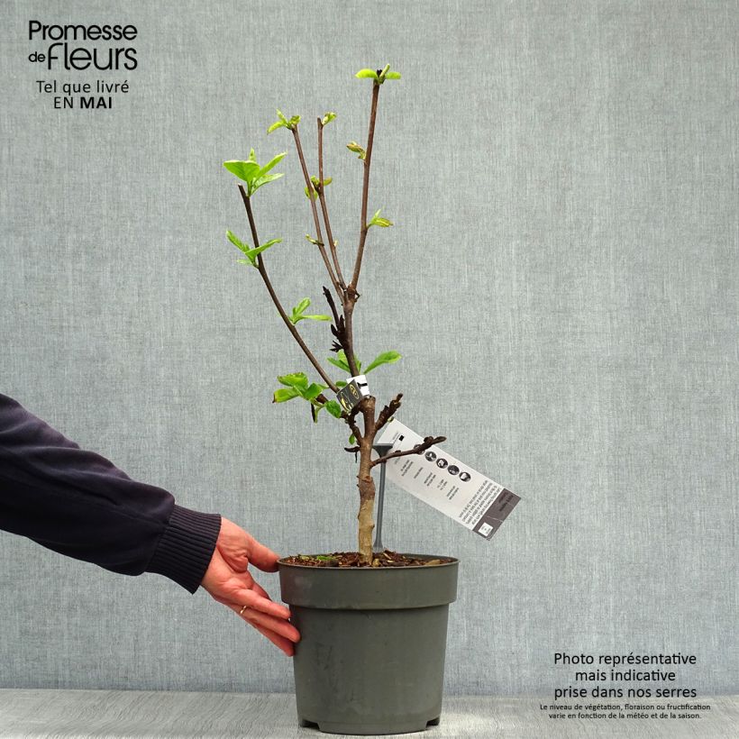 Exemplaar van Magnolia Sunsation - Beverboom Pot van 3 l/4 l zoals geleverd in de lente