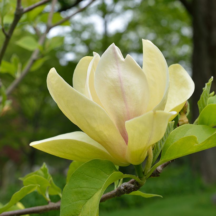 Magnolia Sunspire - Beverboom (Bloei)