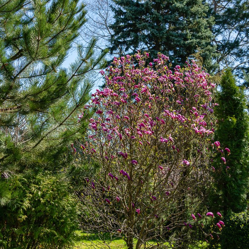 Magnolia Susan - Beverboom (Groeiplaats)