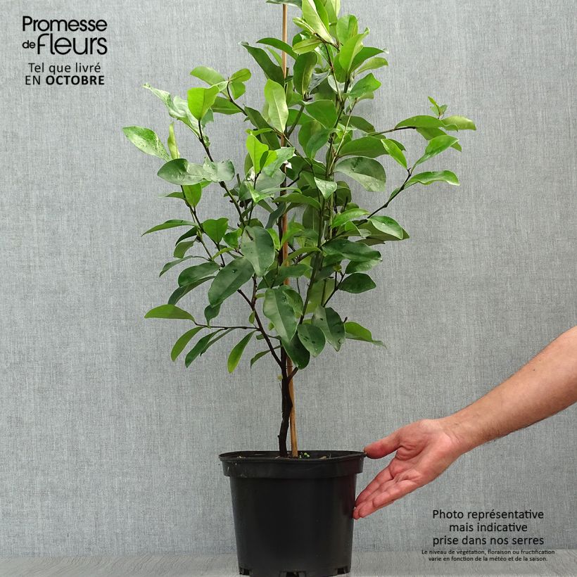 Exemplaar van Magnolia White Caviar - Beverboom Pot van 3 l/4 l zoals geleverd in de herfst