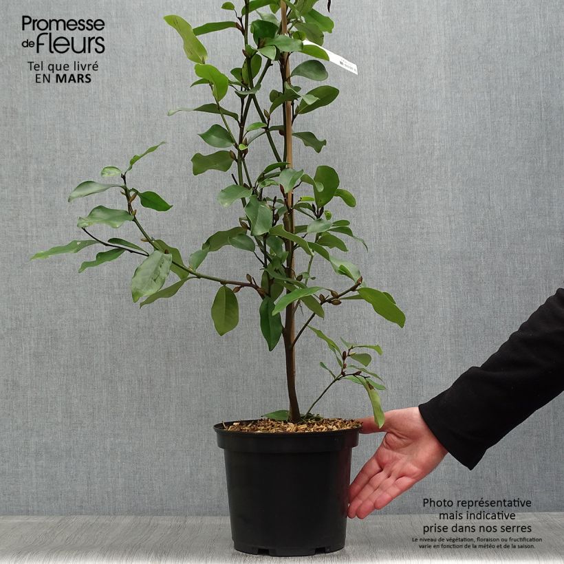 Exemplaar van Magnolia White Caviar - Beverboom Pot van 3 l/4 l zoals geleverd in de lente