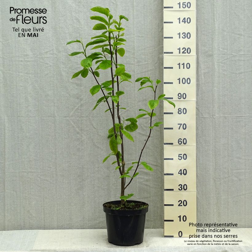 Exemplaar van Magnolia Yellow Lantern - Beverboom Pot van 6 l/7 l zoals geleverd in de lente