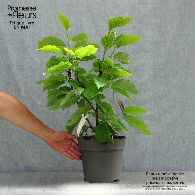 Exemplaar van Magnolia acuminata Blue Opal - Beverboom Pot van 7,5 l/10 l zoals geleverd in de lente