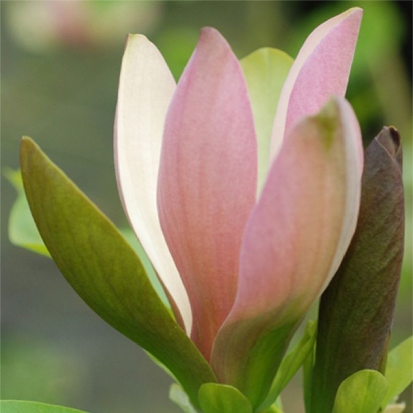 Magnolia brooklynensis Eva Maria - Beverboom (Flowering)