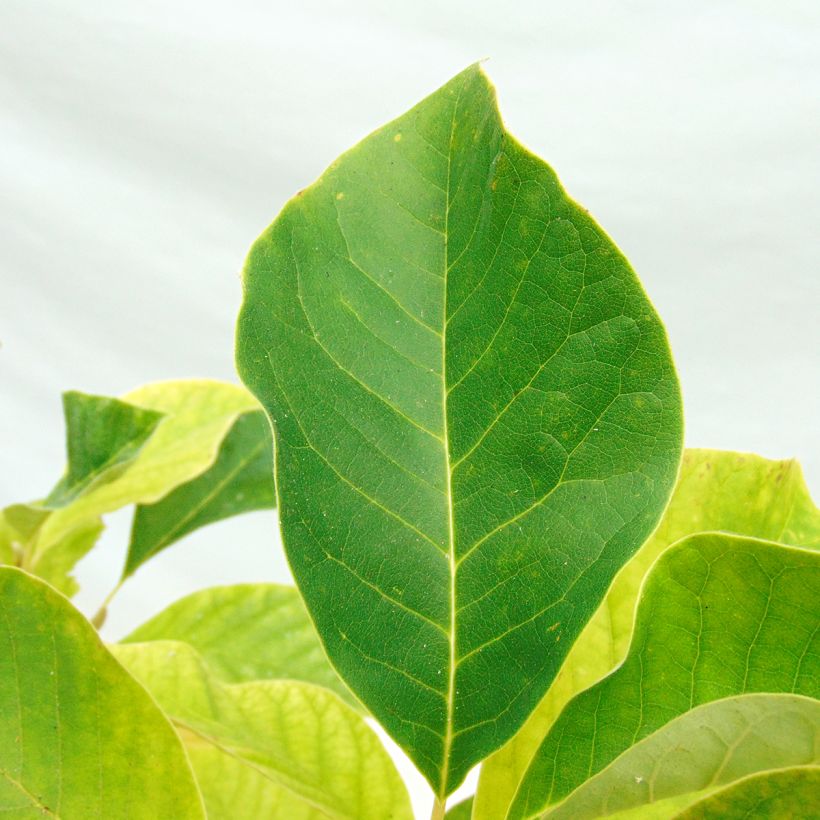 Magnolia brooklynensis Eva Maria - Beverboom (Foliage)
