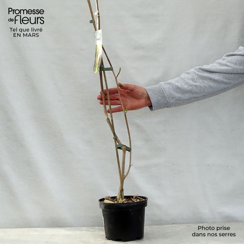 Exemplaar van Magnolia brooklynensis Eva Maria - Beverboom Pot van 2 l/3 l zoals geleverd in de lente