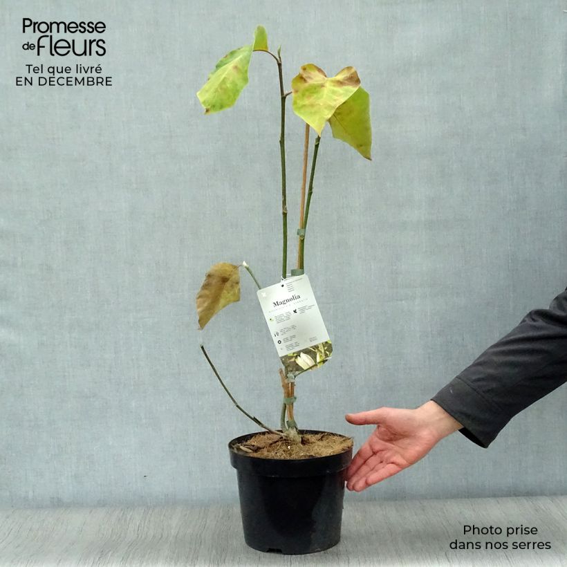 Example of Magnolia brooklynensis Eva Maria Pot van 4 l/5 l as you get in hiver