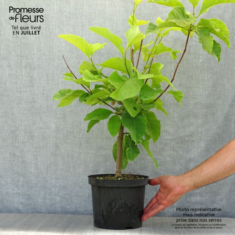 Exemplaar van Magnolia brooklynensis Yellow Bird - Beverboom Pot van 3 l/4 l zoals geleverd in de zomer