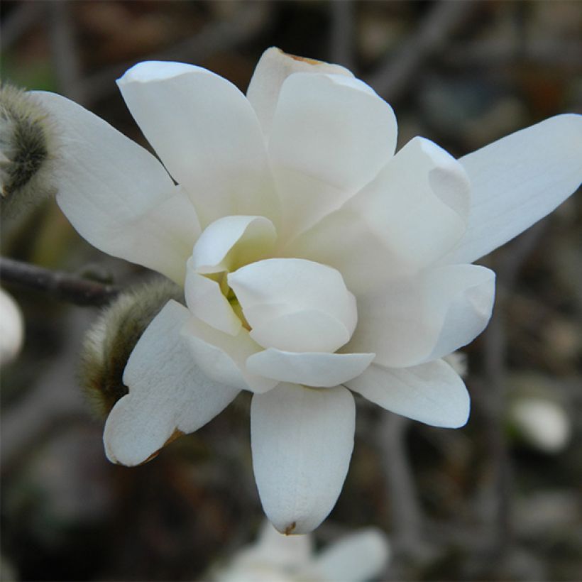 Magnolia denudata Double Diamond - Oosterse magnolia (Flowering)