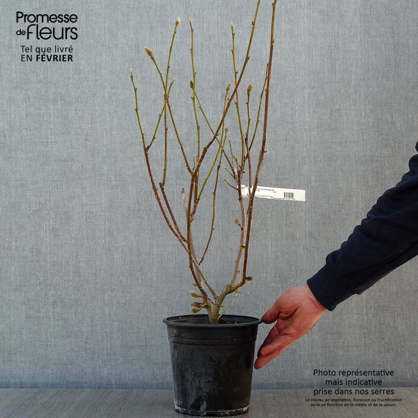 Example of Magnolia denudata Festirose Pot van 4 l/5 l as you get in hiver