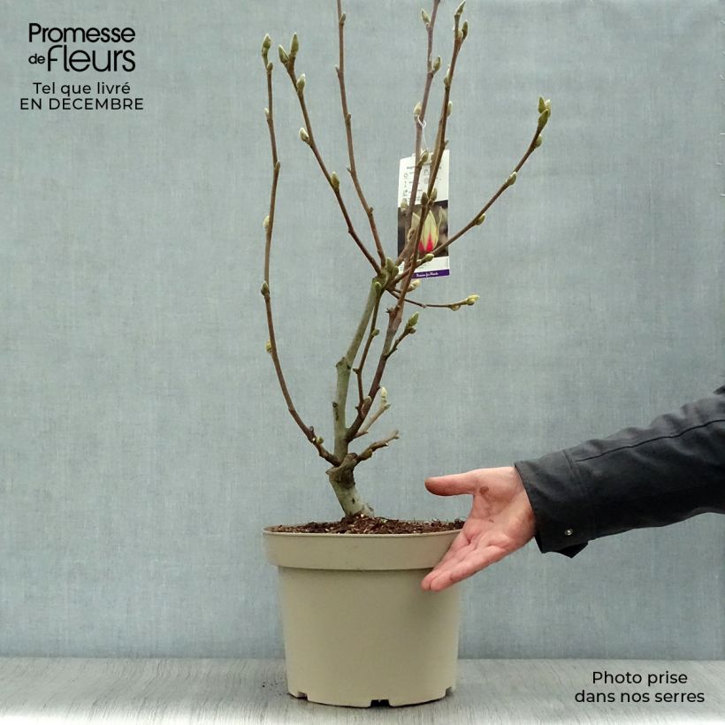 Example of Magnolia denudata Sunrise Pot van 3 l/4 l as you get in hiver