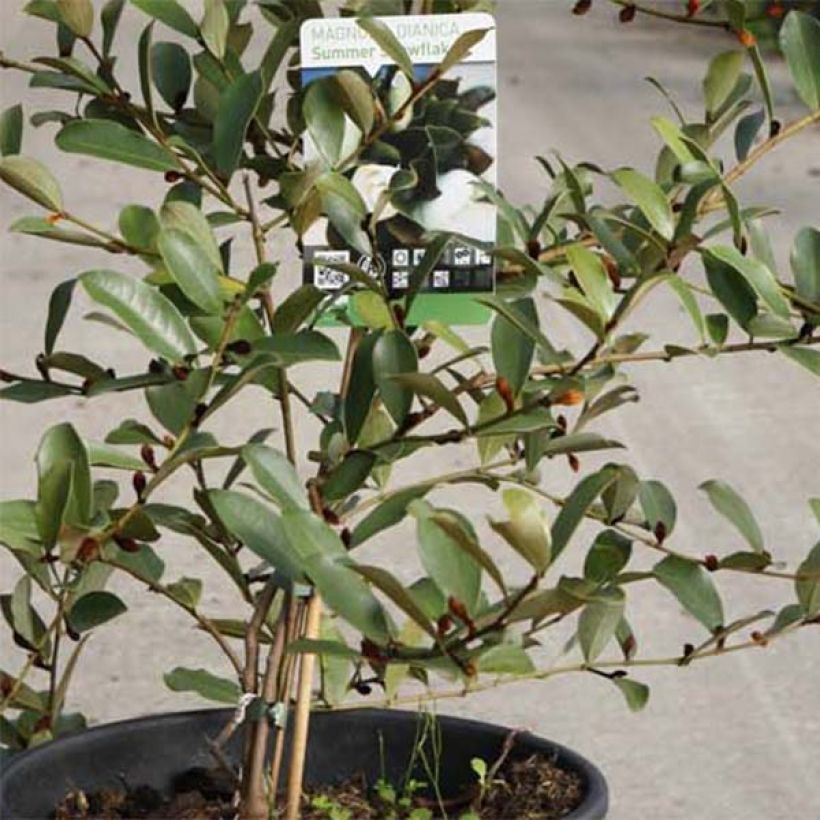 Magnolia dianica Summer Snowflake - Bananenstruik (Foliage)