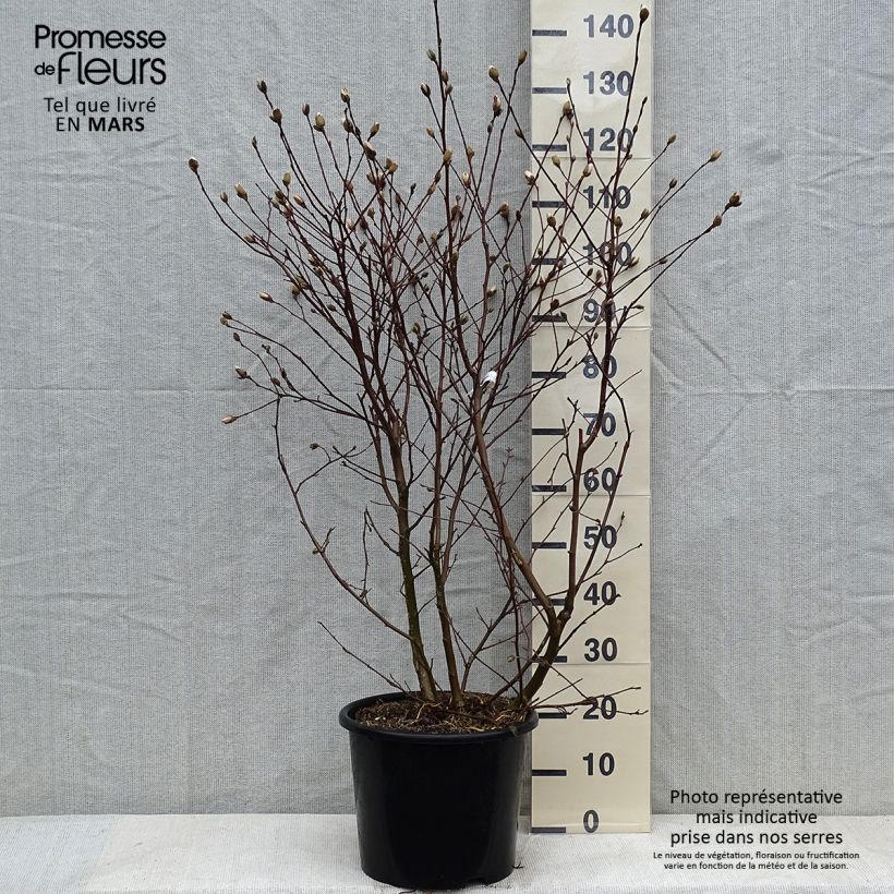 Example of Magnolia étoilé - Magnolia stellata Waterlily Pot van 7,5 l/10 l as you get in hiver